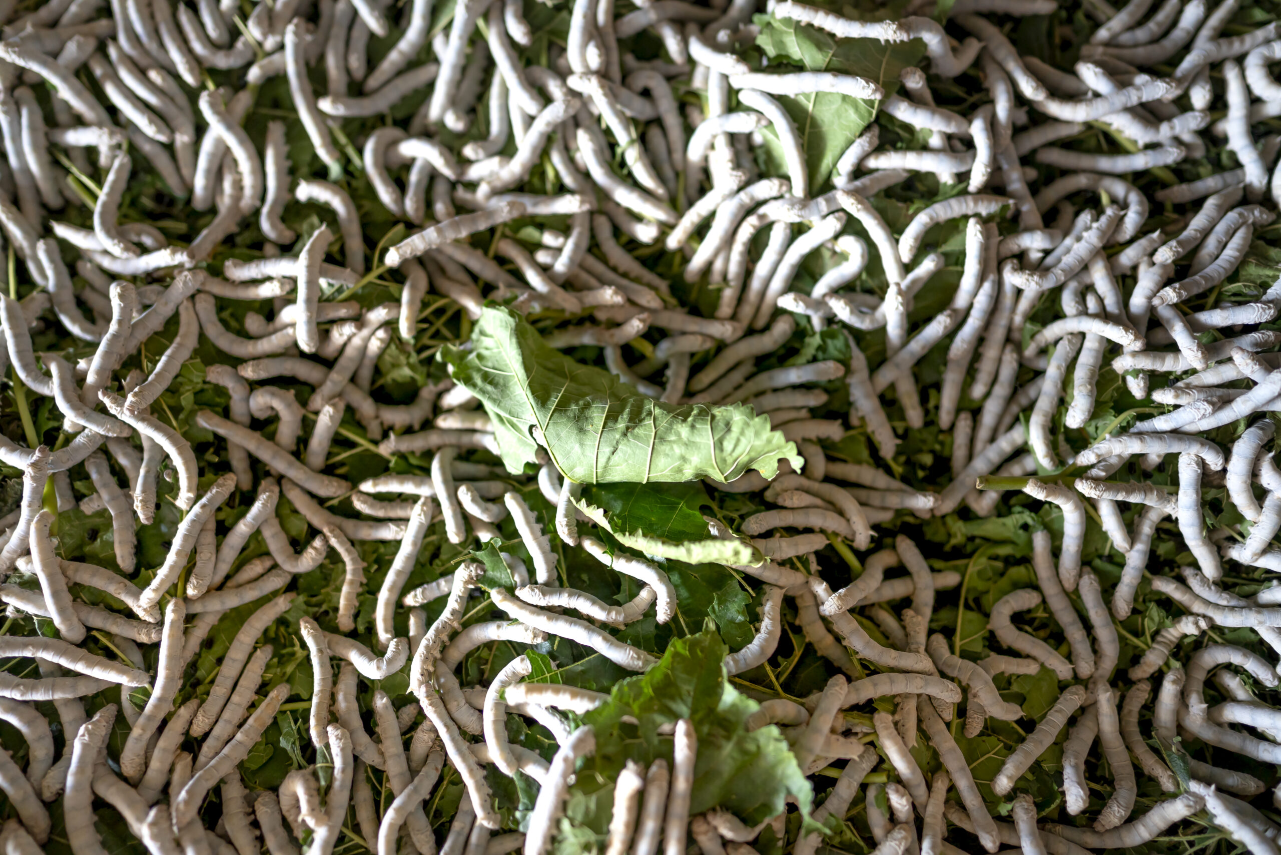 Heap of silkworms eating mulberry leaves